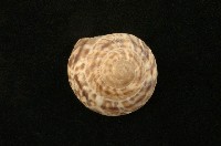 藏品(扁歐巴蝸牛)的圖片